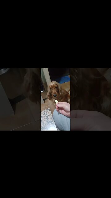 #dogshow, #amimals, #dogs, #shorts