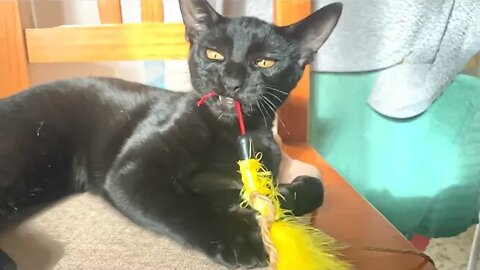 Guaranteed To Relax You - Cute Kitten Playing With Feather Toy 😻