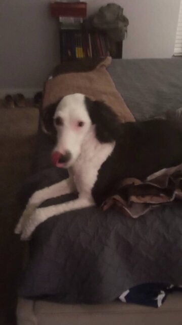 I swear she is a cat!