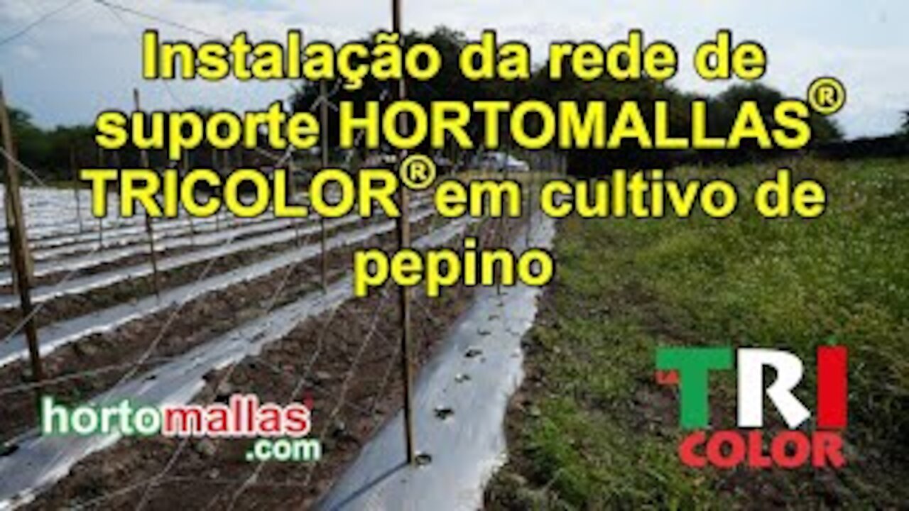 Instalação da rede de suporte HORTOMALLAS® TRICOLOR® em cultivo de pepino.