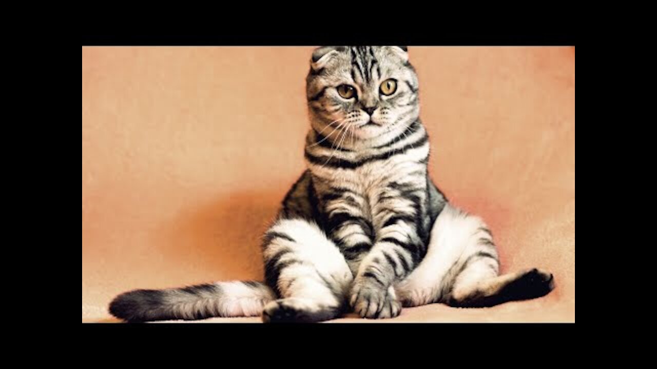 TRY NOT TO LAUGH (HARDEST VERSION) - Funniest CAT & DOG Vines #Shorts #Animal #Pets (1)