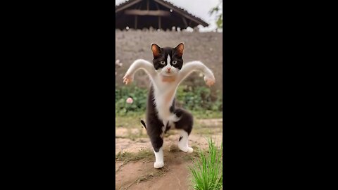 funny animals, cat Dance