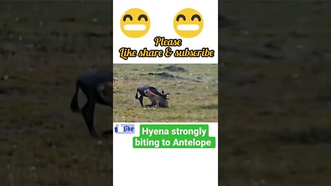 Hyena strongly biting to antelope ¥2022, #shorts #youtubeshorts