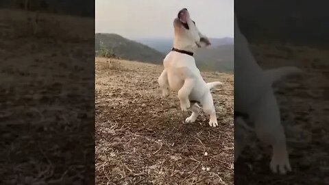 White Dog Jumps #petvideos #pet #viral