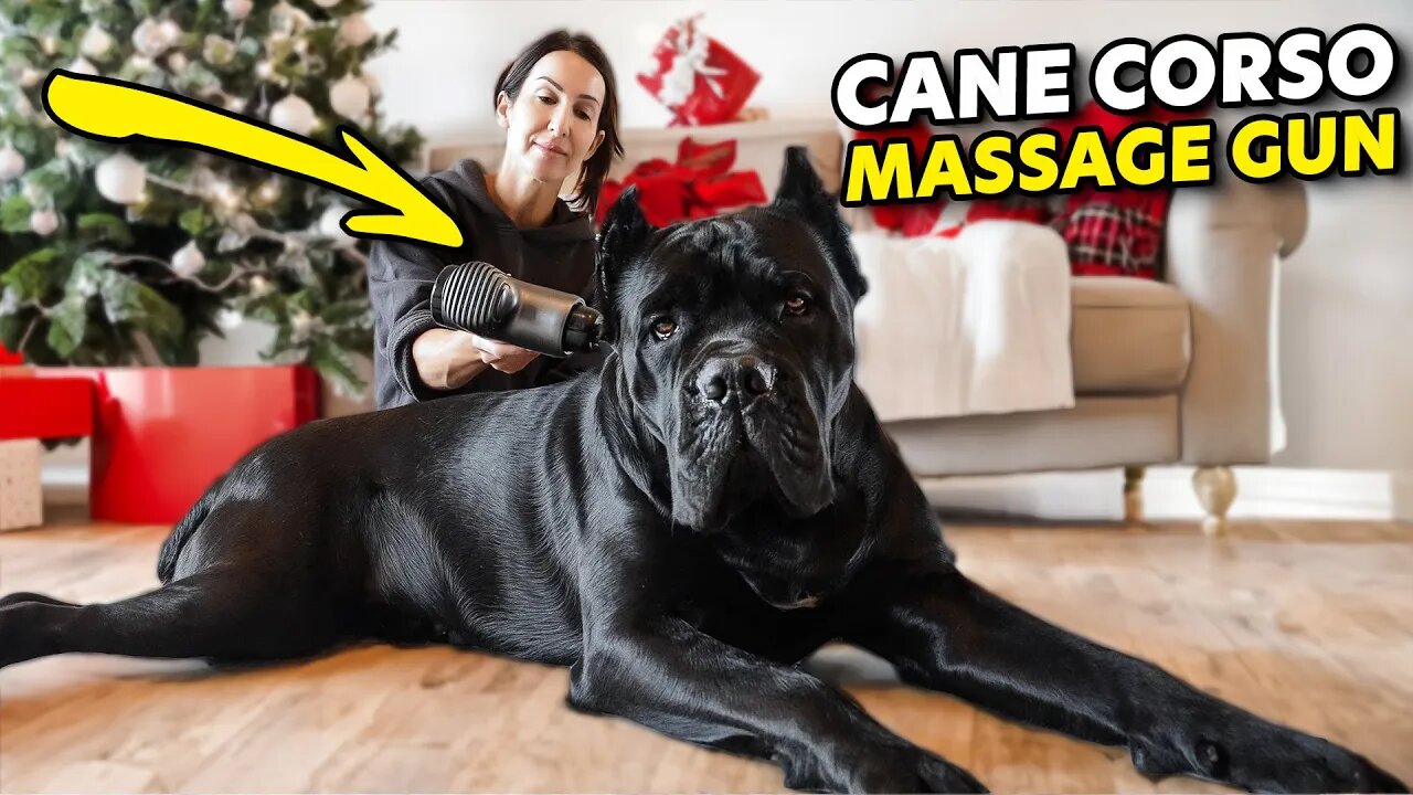 Cane Corso MELTS with massage gun #funnydogs #cuteanimals