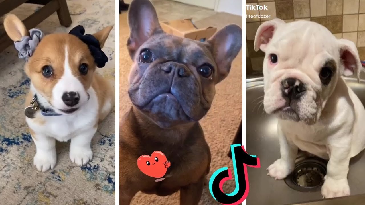 Funny Dogs of TikTok Part #8 🐶