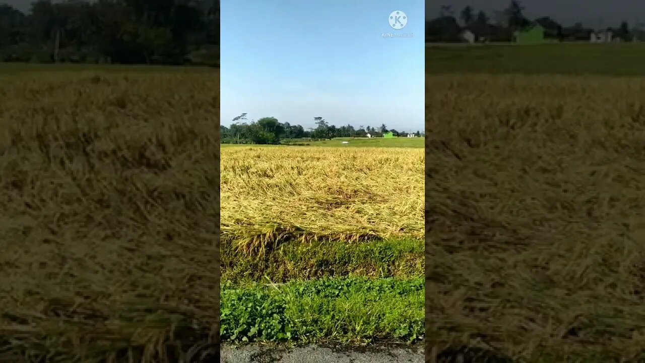 AKIBAT HUJAN ANGIN SEMALAM ~ SUKA DUKANYA PETANI INDONESIA #shorts