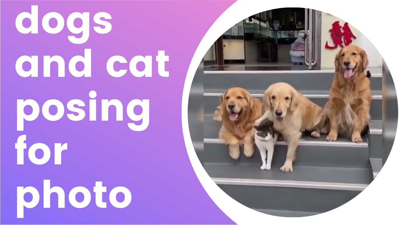 dogs and cat posing for photo