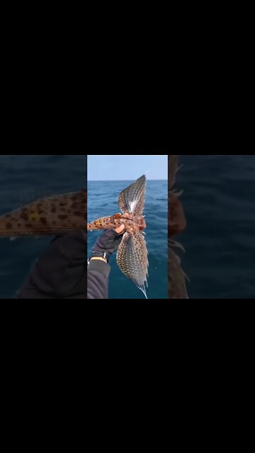 කුරුල්ලෙක්ද මාලුවෙක්ද ඌගේ කටහඩේ ලස්සන A bird or a fish His voice is beautiful उनकी आवाज सुंदर है