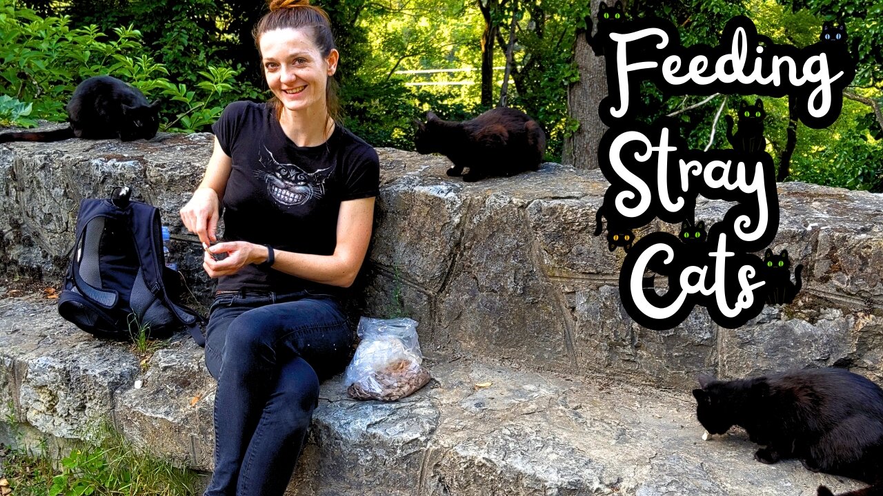 People Think She’s a Bit Strange - Feeding Stray Cats