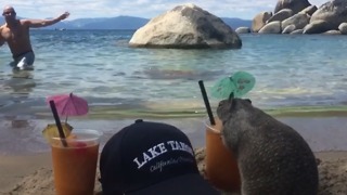 A Squirrel Spills A Cocktail On The Beach