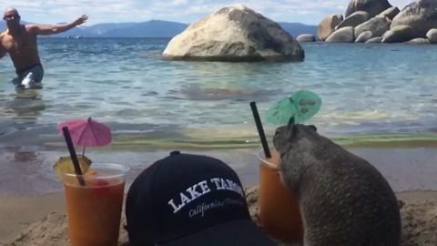 A Squirrel Spills A Cocktail On The Beach