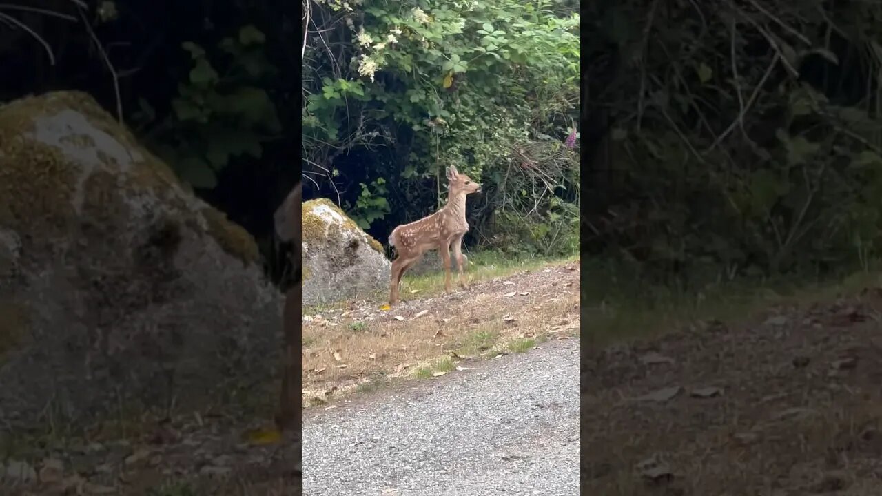 Baby deer go “boing boing!”