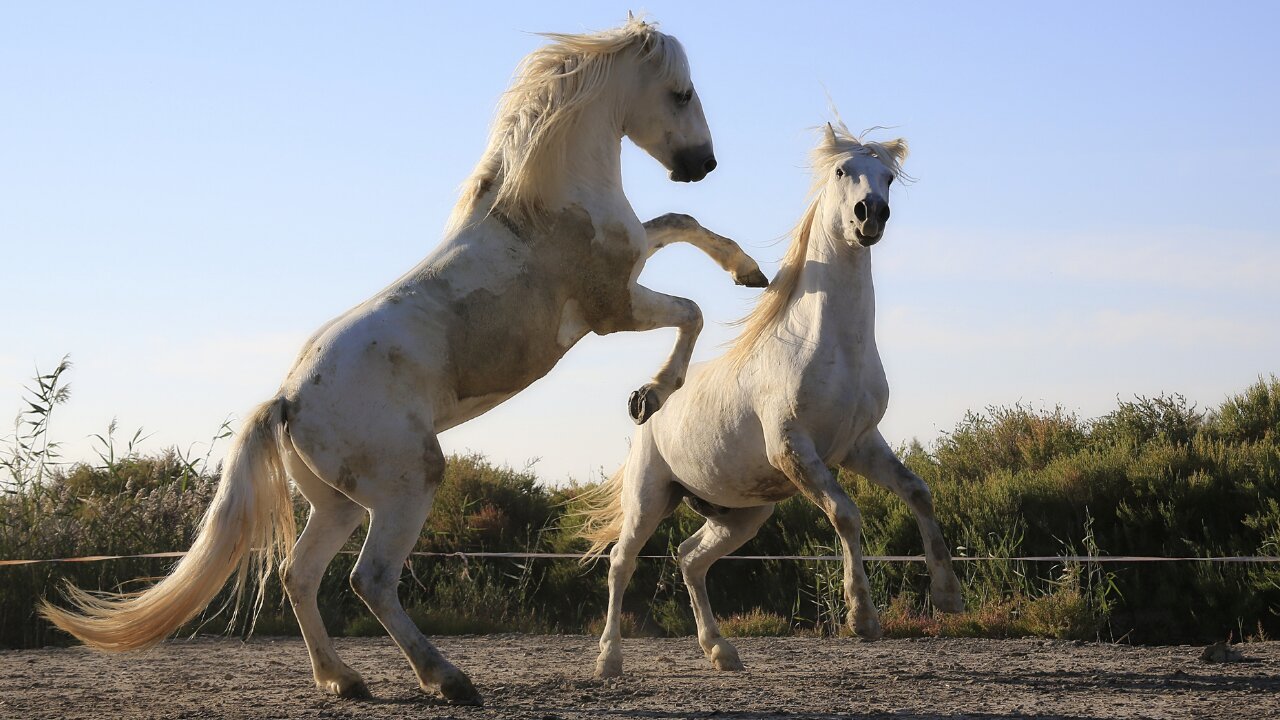 Sound of horse-horse neighing