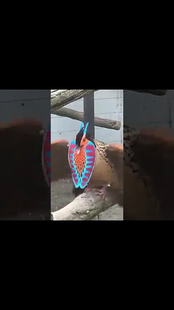 Most Beautiful Bird 🐦#UbertainmentFun #Shorts #ytshorts #Dogs #Animals #Fun