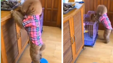 Cute and smart puppy feeds little sister