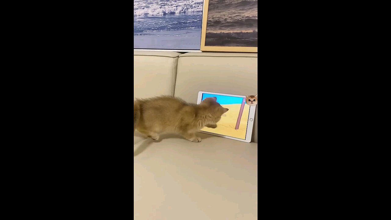 Cute Cat Play With Tom&Jerry