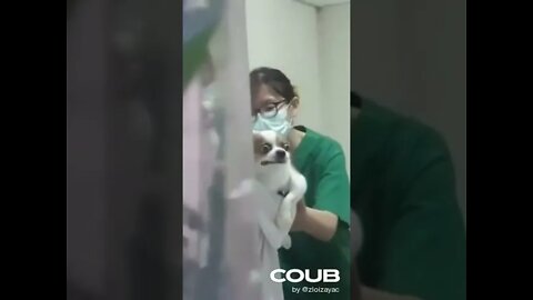 Dog Fear
