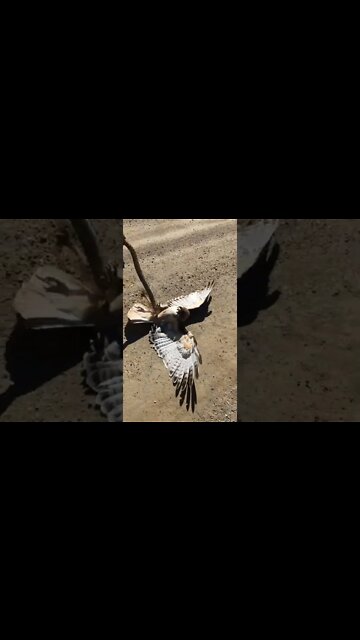 SNAKE vs EAGLE
