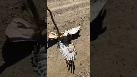 SNAKE vs EAGLE