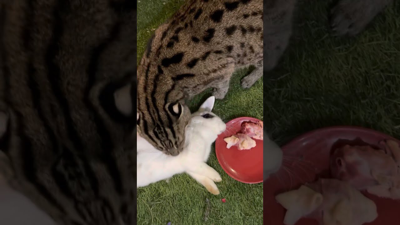 Warning ⚠️ ⛔️ Live Feeding: Cats Kill Rabbits