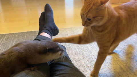 Otter and Cat Pranking Each Other!