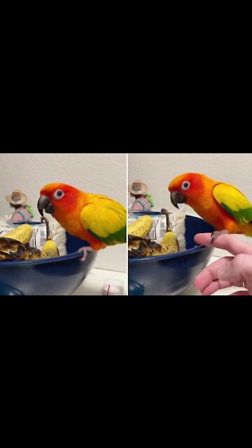 Parrot repeatedly gets caught tying to steal bananas