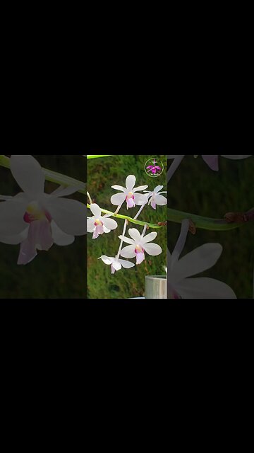 MostdelicateVandaAleksandraorchidinmagicalbloom