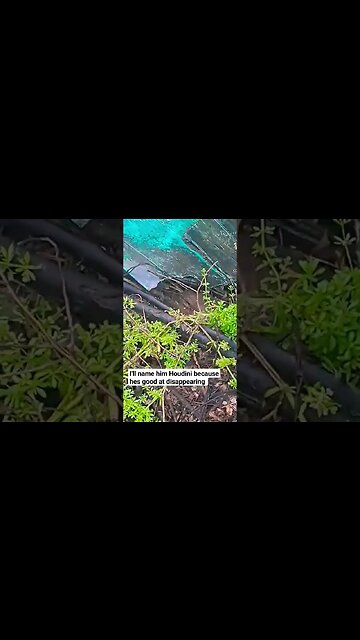 A Wild Forest Gerbal Appears