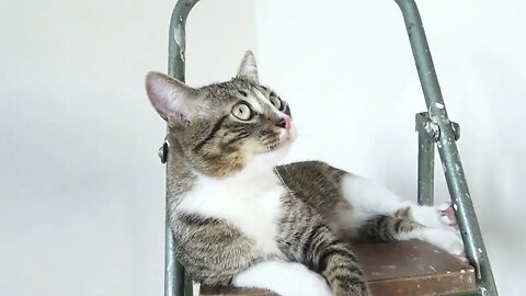 This Little Cat Is so Nice and Cute