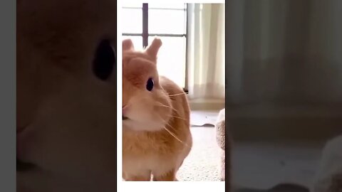 The Endless Delight of Pet Videos: Why We Can't Get Enough #shorts