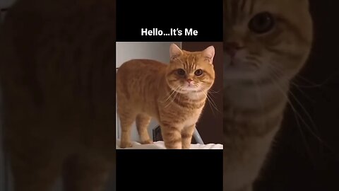 Funny Cat Meme