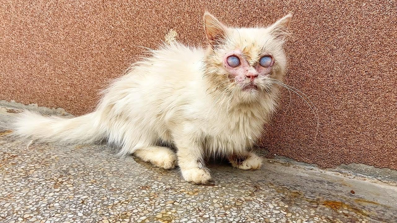 Poor cat never believes her owner abandoned her in this situation, still waiting under a vehicle