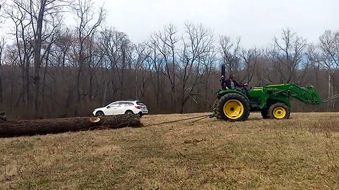 A "highly valuable" black walnut log