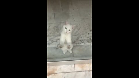 Cute Kitten in the Shop Window: The Purr-fect Moment for Your Heart!