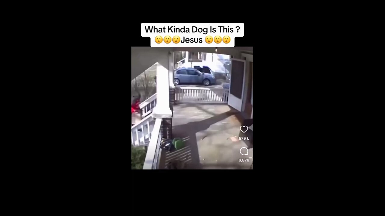 The dog chase him 😂
