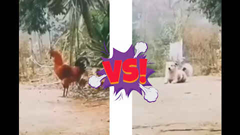 DOG VS COCK . The dog and the rooster decided to find out which of them crows better