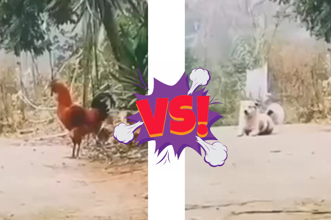 DOG VS COCK . The dog and the rooster decided to find out which of them crows better