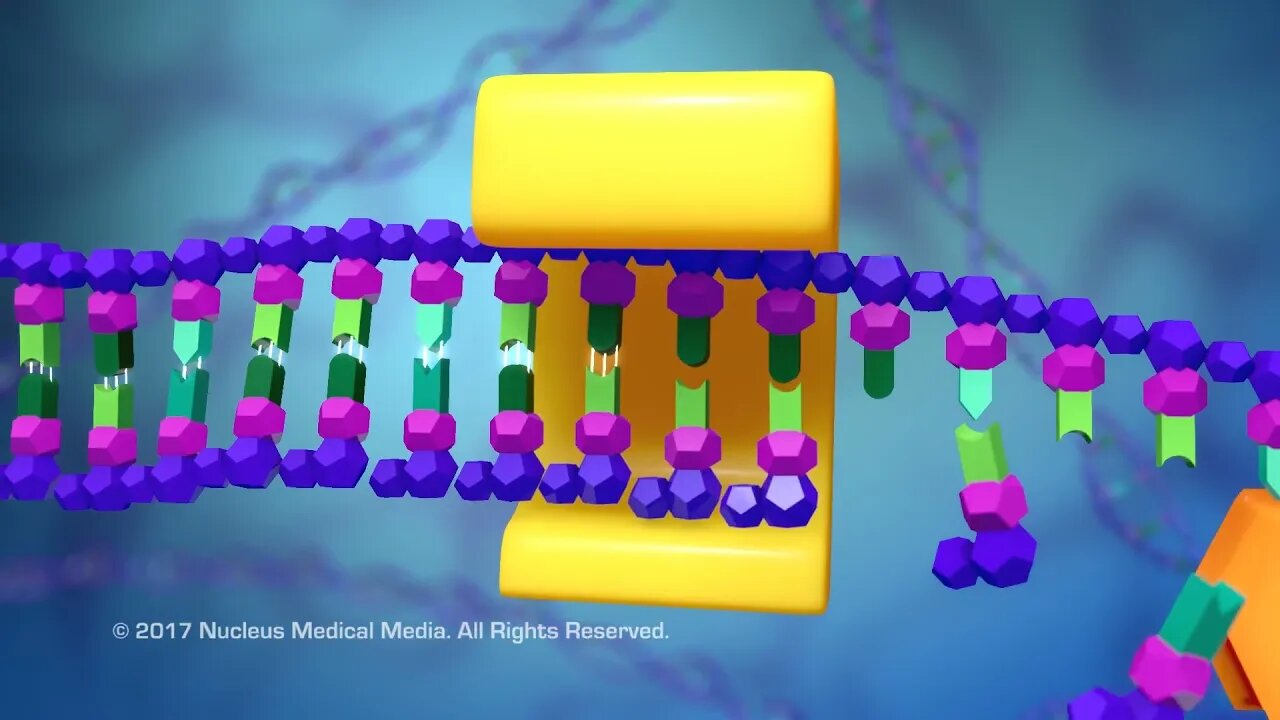 DNA and RNA - DNA Replication