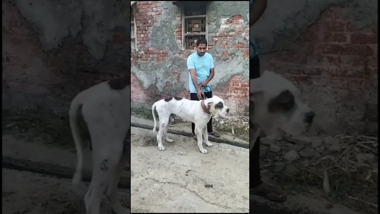 Dangerous Bully Dog #india #freefireshorts #gaming #ff #ffshorts #free fire #garenafreefire #india"