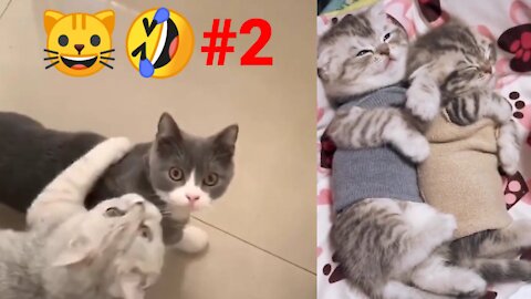 Funniest Animals Best Of The 2021 Funny Animal Videos #2