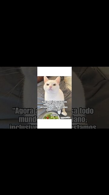 MEMES: OLHA A CARA DO GATO!! #shorts