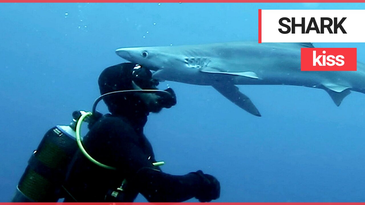 Dramatic video shows diver coming face-to-face with a shark before the animal kisses him