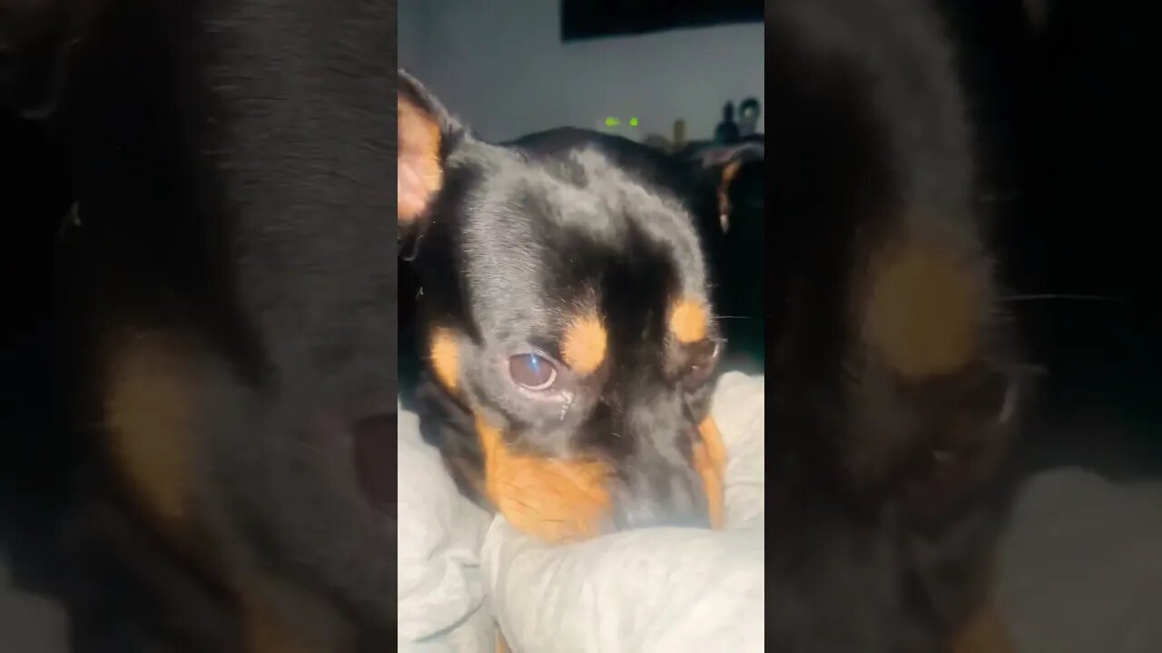 Rottweiler #asmr #asmreating #asmrsounds #viral #trending
