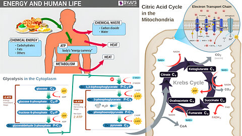 Cellular Respiration: Glycolysis, Citric Acid Cycle, Lactic Acid Fermentation, Anaerobic Respiration