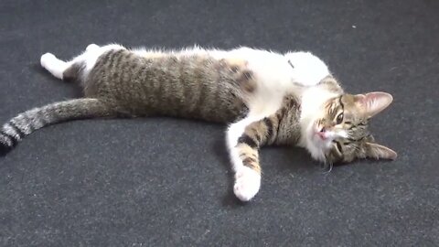 Funny Cat Yoga