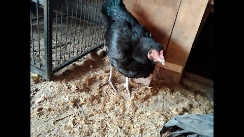 Black hen looks beautiful