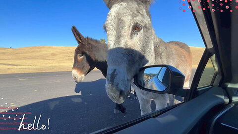 Begging Burros