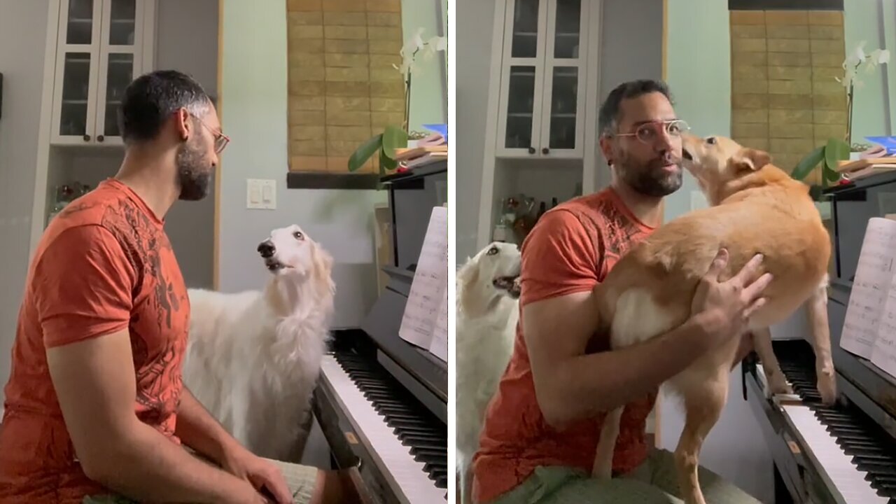 Pianist Gets Interrupted By His Dogs Every Time He Starts Playing