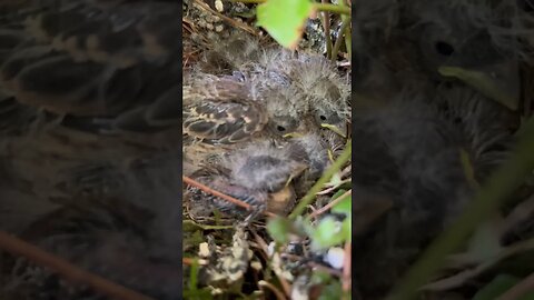 Last check on the baby purple finches before they left the nest.